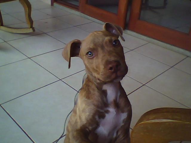 Date this good-looking Colombia man Pochito from Cali CO7099