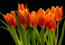 Date this hot Brazil man Peter from salvador BR5446